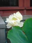 DSC01306.JPG