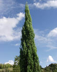Italian-Cypress.jpg
