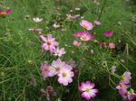 DSCF0370.jpg
