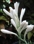 tuberosa.jpg