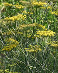bronze-fennel.jpg
