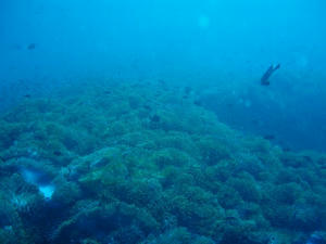 diving03.jpg