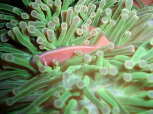 diving06.jpg