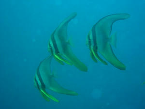 diving11.jpg