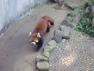レッサーパンダ