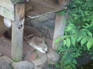 カナダカワウソ