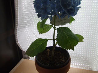 紫陽花