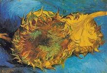 two cut sunflowers