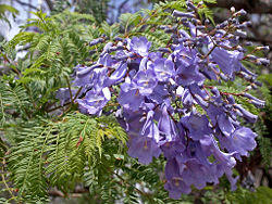 250px-Jacaranda_in_Blossom.jpg