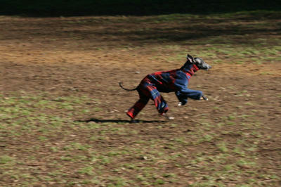 IMG_2571.JPGppc.jpg