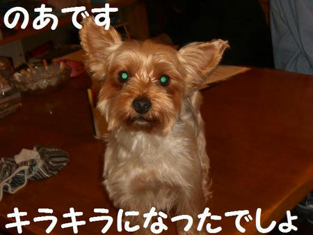 a90795e8.JPG