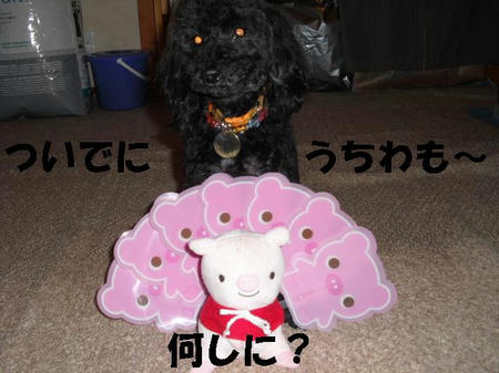 CIMG0313.JPG