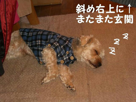 8339a433.JPG