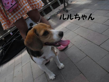 CIMG0965.JPG
