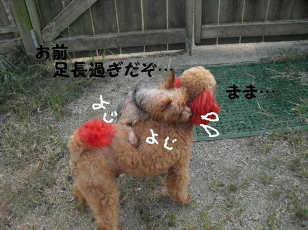 CIMG0987.JPG