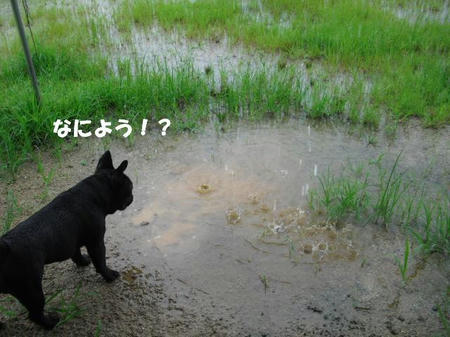 0a6f9d17.jpg