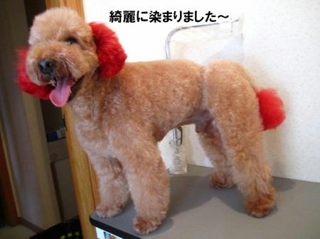 りきはのトリミング 毛染め復活 それからオマケ写真と ドッグラン貴志川わんらヴと看板犬の日々