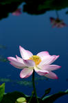 b0039267_2013666.jpg