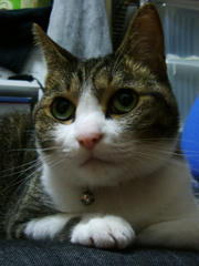 suzu.jpg