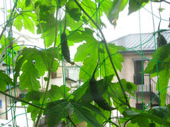 IMG_3711.JPG