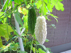 IMG_4600.JPG