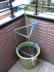 IMG_7239.JPG