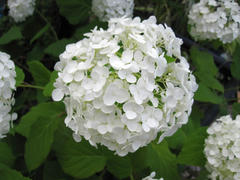 IMG_7965.JPG