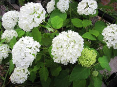 IMG_7966.JPG