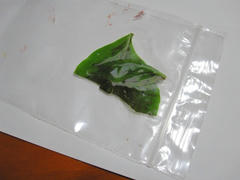 IMG_9124.JPG