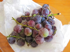 IMG_9523.JPG