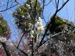 CIMG0915.JPG
