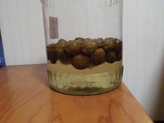 ume6202.JPG