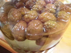 ume6203.JPG