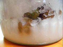 ume6171.JPG