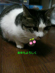 27a6516c.jpg
