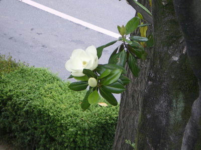 ダイサンボク（泰山木・大盞木）モクレン科モクレン属の常緑高木♪