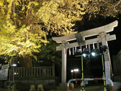 神社の大銀杏ライトアップ♪