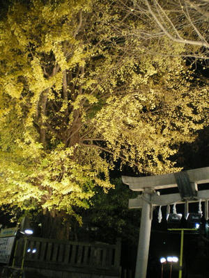 神社の大銀杏♪