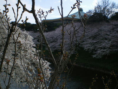 九段坂の桜♪