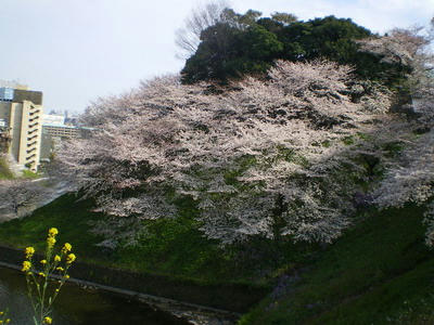 九段坂からの桜満開♪
