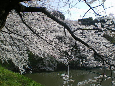 九段坂からの桜満開♪