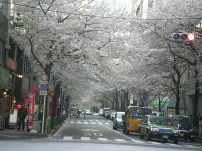 茅場町の桜♪