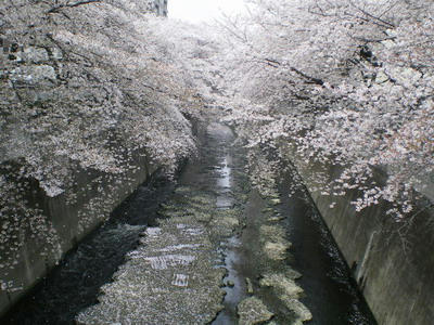 神田川♪