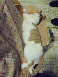 コード噛み常習犯と丸顔 さび猫まろんのひとりごと