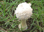 07072208.CIMG6436-2.JPG