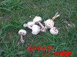 CIMG6447-1.jpg