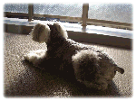 07073106.CIMG6587-1.gif