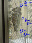 228c8834jpeg