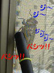 77b1821cjpeg