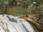 CIMG6841-1.JPG